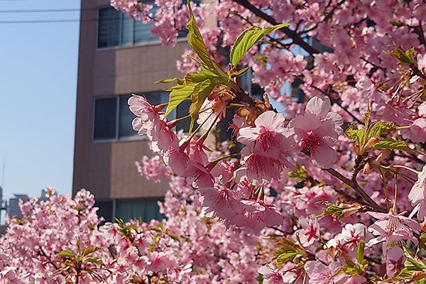 桜の季節がやってきました。